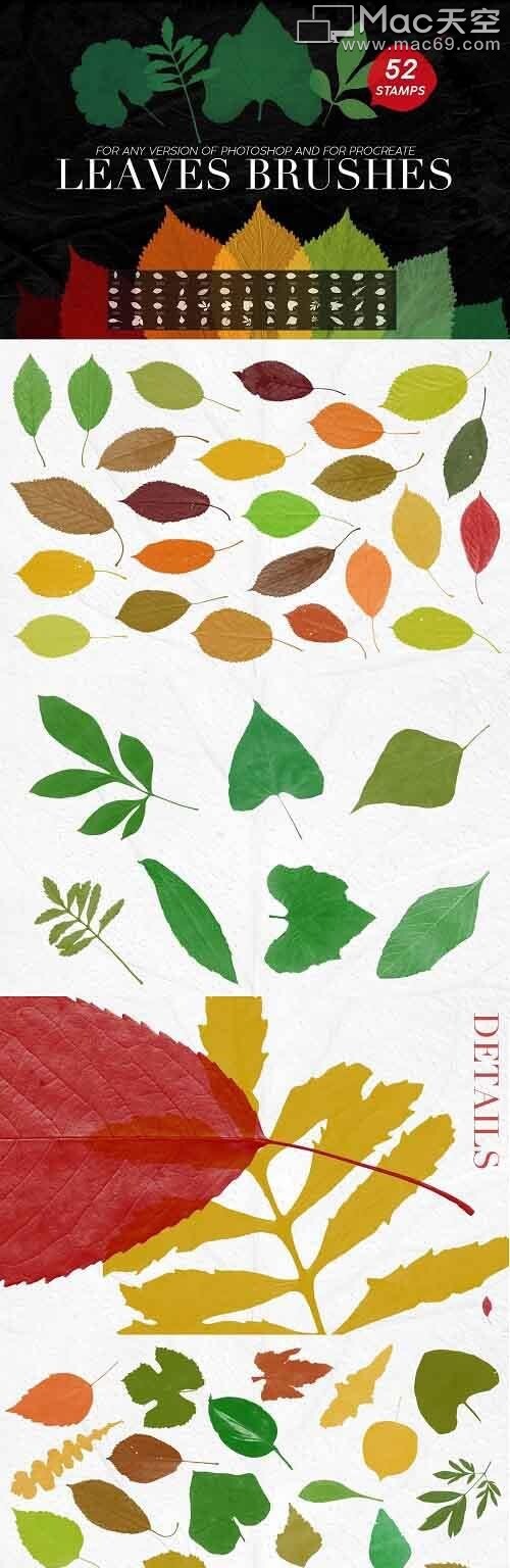 52种树叶图案Ps笔刷