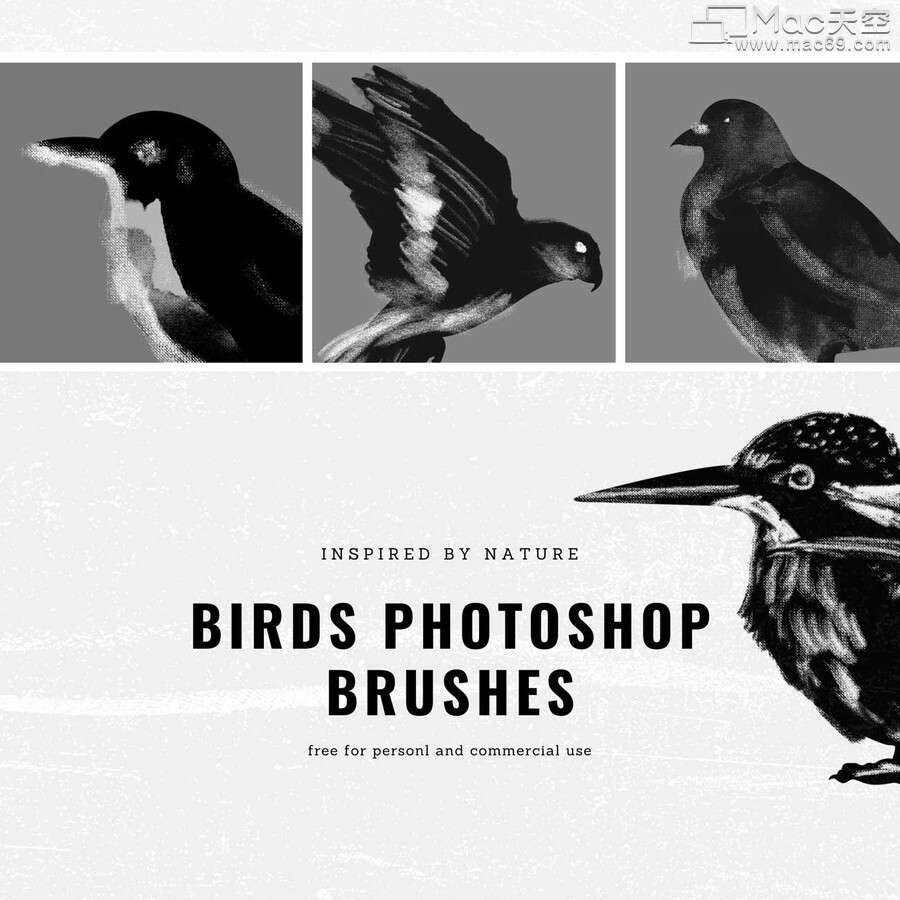 14种黑白鸟类Photoshop笔刷