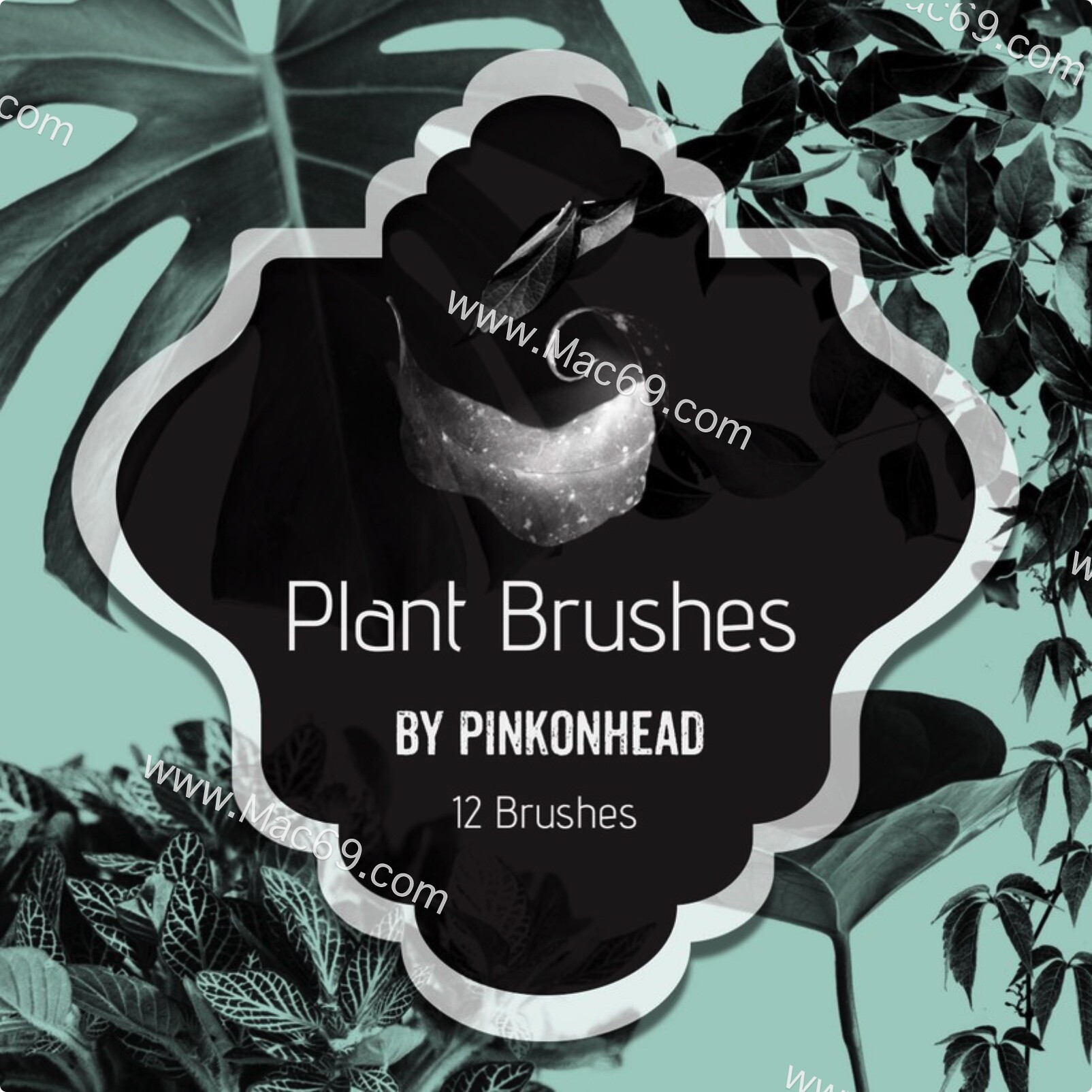 12种植物树叶效果Photoshop笔刷