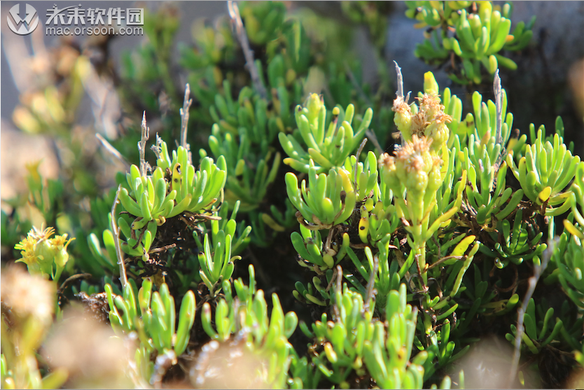 5K高清植物实时动态壁纸