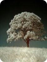绝世战神(沈七夜林初雪绝)免费章节完整全文在线阅读